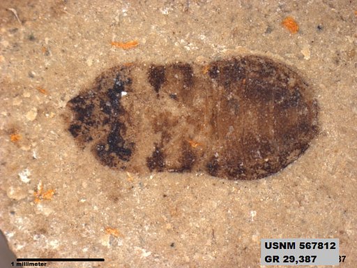 Genus sp