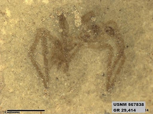 Genus sp
