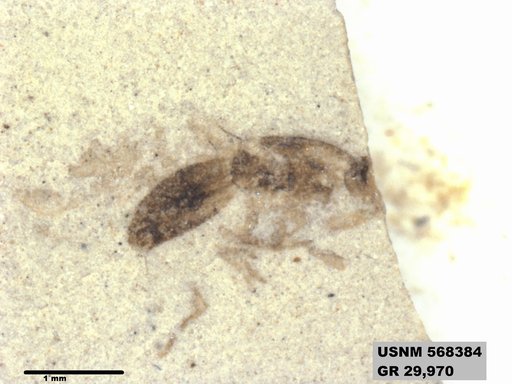 Insecta