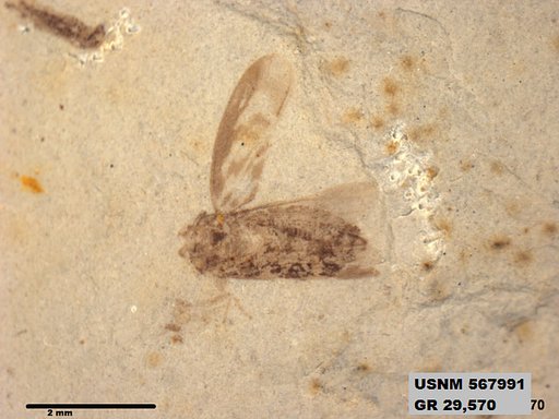 Genus sp
