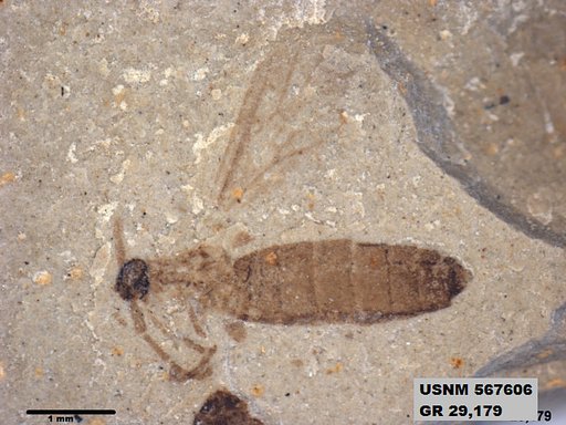 Insecta