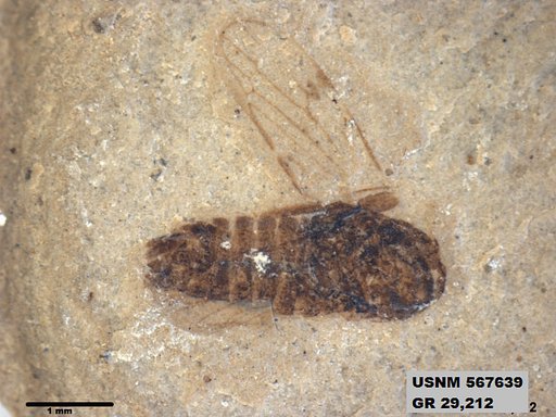 Genus sp