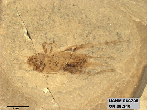 Genus sp