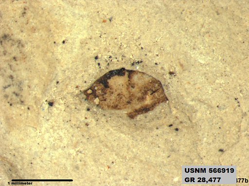 Insecta
