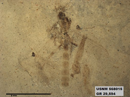 Genus sp