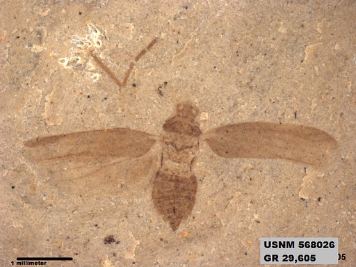 Genus sp