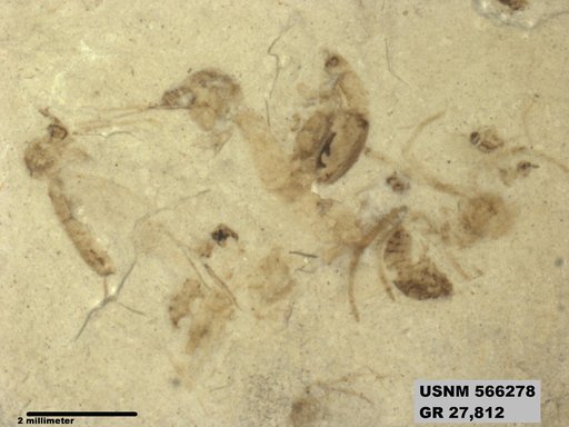 Insecta