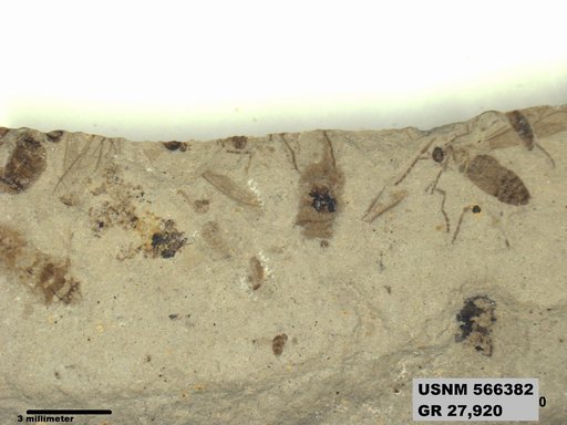 Genus sp
