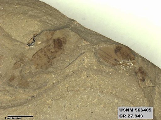 Genus sp