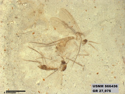 Insecta