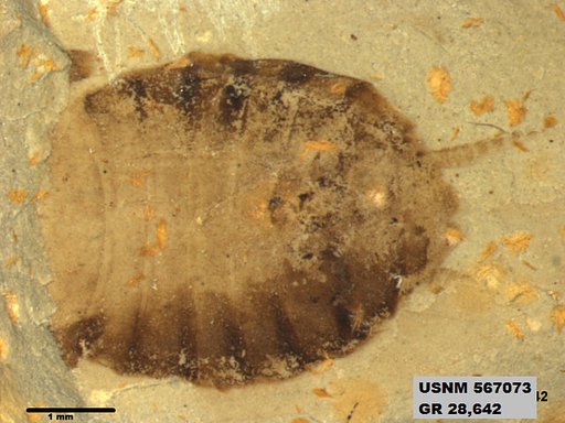 Insecta