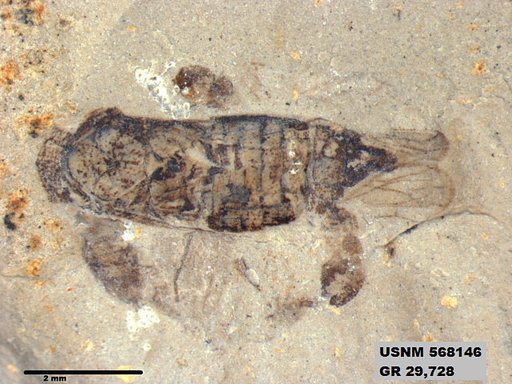 Genus sp