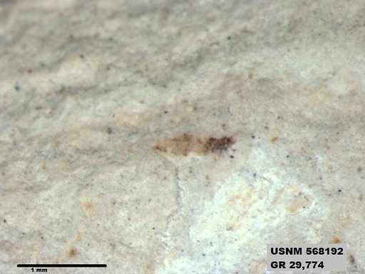Insecta