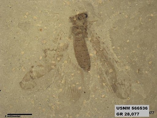 Genus sp