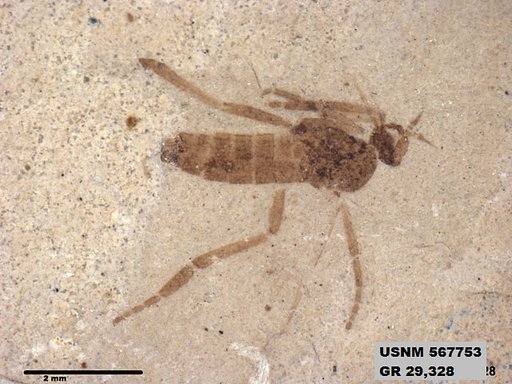 Insecta
