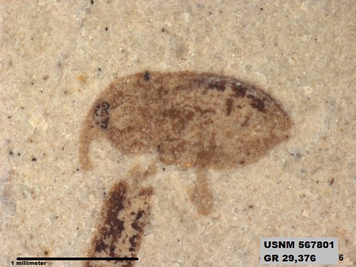 Insecta
