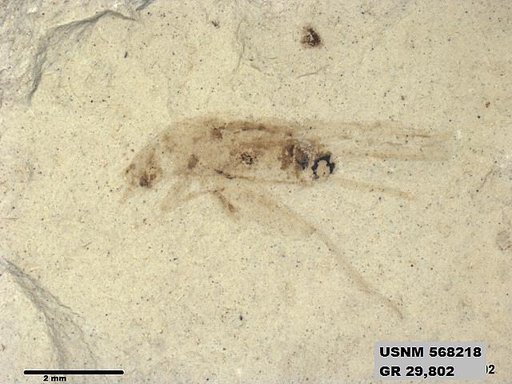 Insecta