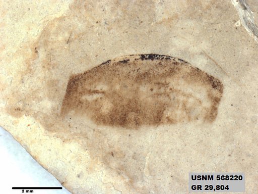 Genus sp