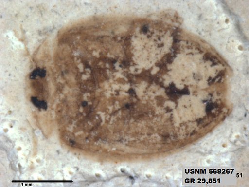 Insecta