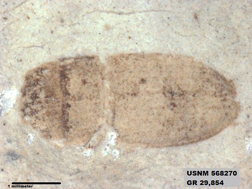 Genus sp