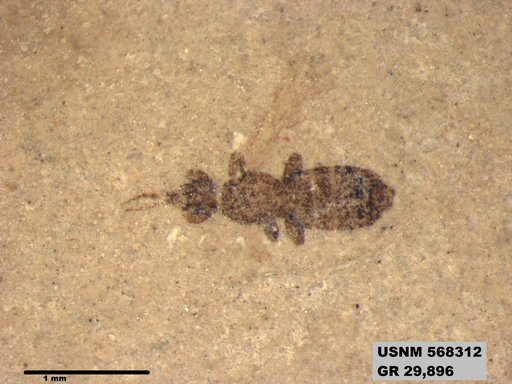 Genus sp