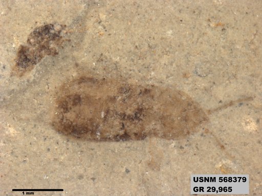 Genus sp
