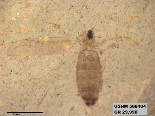 Insecta