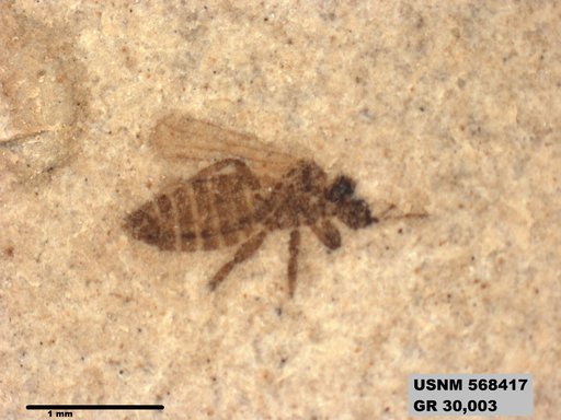 Insecta
