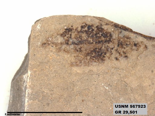 Insecta