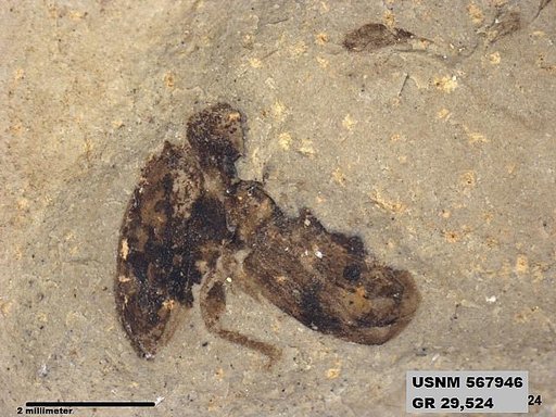 Insecta