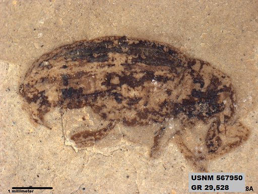 Tipula sp