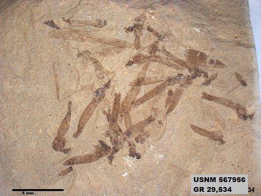 Genus sp