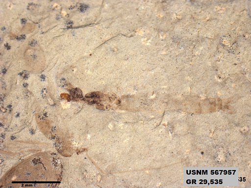 Insecta