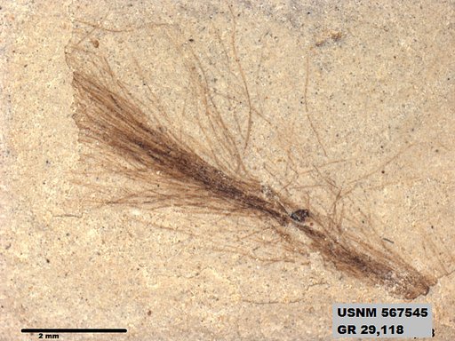 Insecta