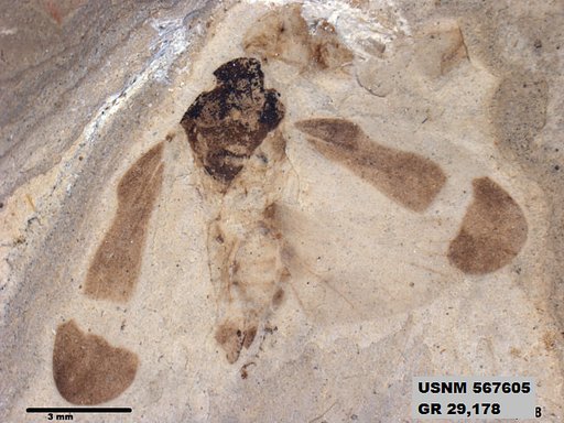 Genus sp