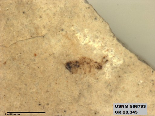 Genus sp