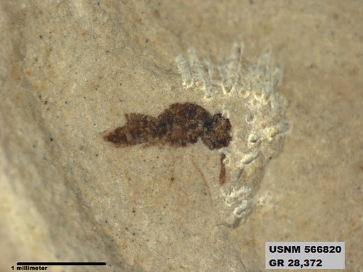 Eoerianthus eocaenicus