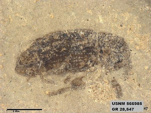 Insecta