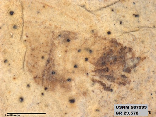 Insecta
