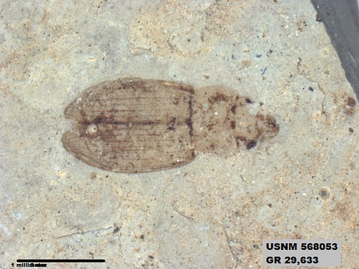 Insecta