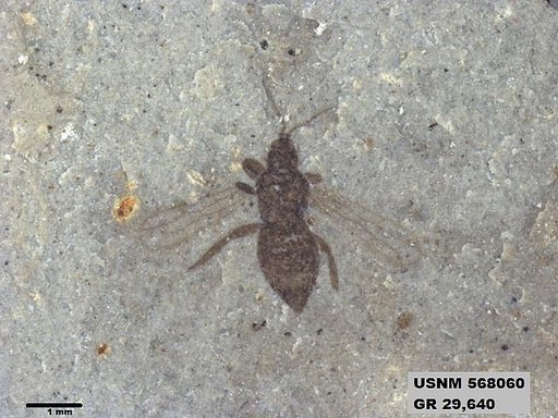 Insecta