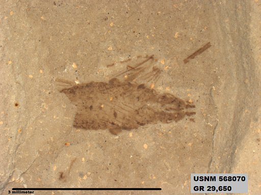 Insecta