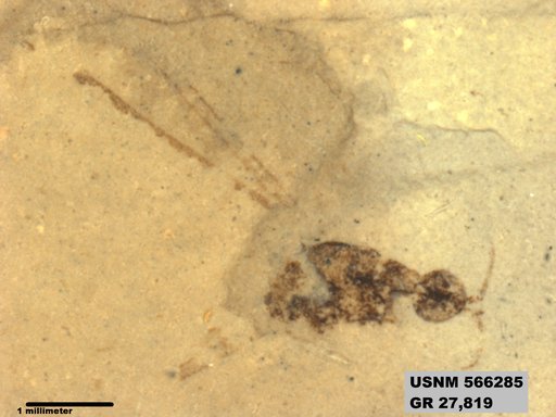 Genus sp