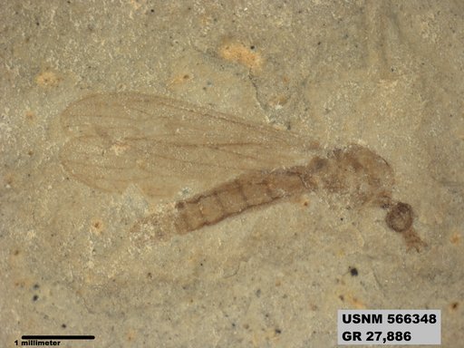 Genus sp