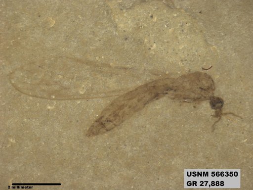 Genus sp