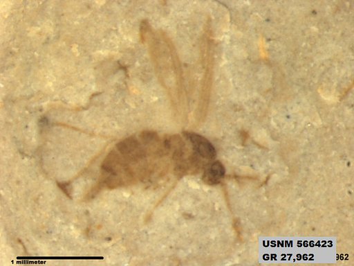 Insecta
