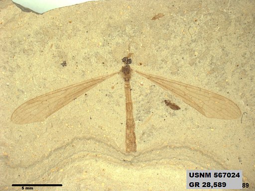 Genus sp