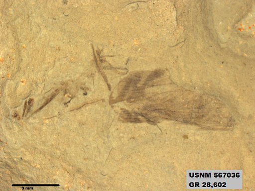 Genus sp