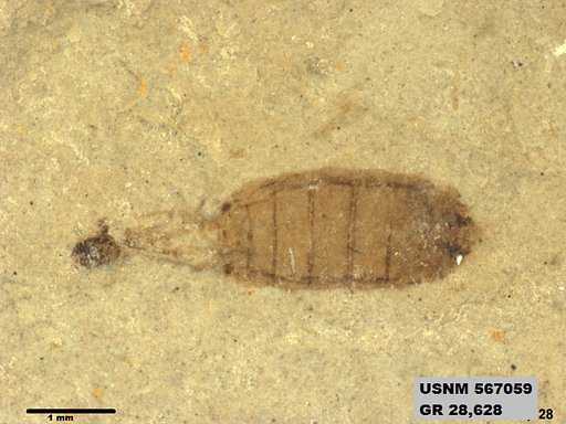 Insecta