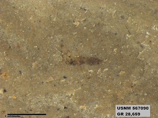 Insecta